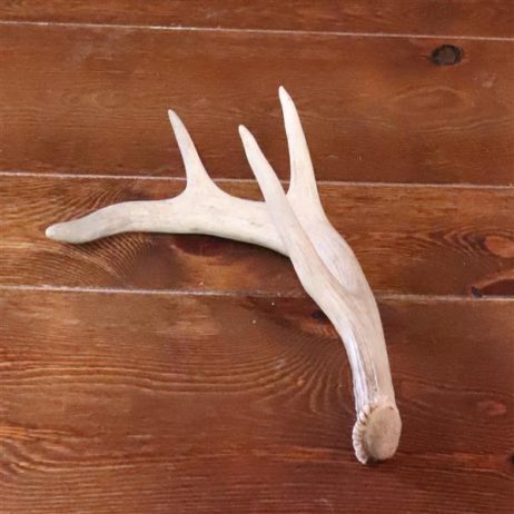 ANTLER